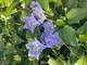 Thunbergia Grandiflora Blue – Fast-Growing Flowering Vine Plant