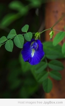 Aparajitha Mixed Seeds – Beautiful Blooms for Vibrant Gardens