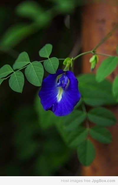Aparajitha Mixed Seeds – Beautiful Blooms for Vibrant Gardens