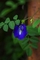 Aparajitha Mixed Seeds – Beautiful Blooms for Vibrant Gardens
