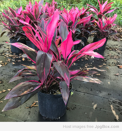 Buy Cordyline Fruticosa Ti Plants Set Online – Vibrant Indoor & Outdoor Foliage