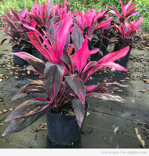 Buy Cordyline Fruticosa Ti Plants Set Online – Vibrant Indoor & Outdoor Foliage