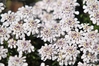 Buy Ground Cover Plants Online – Best Low-Growing Plants for Landscaping & Decoration