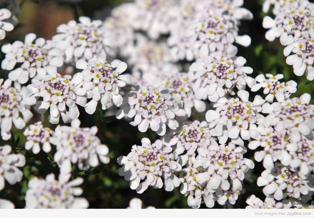 Buy Ground Cover Plants Online – Best Low-Growing Plants for Landscaping & Decoration