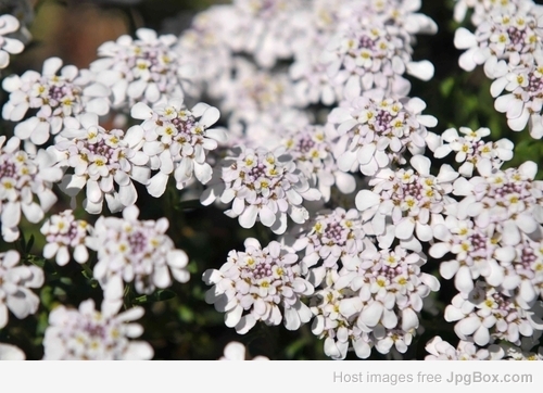 Buy Ground Cover Plants Online – Best Low-Growing Plants for Landscaping & Decoration