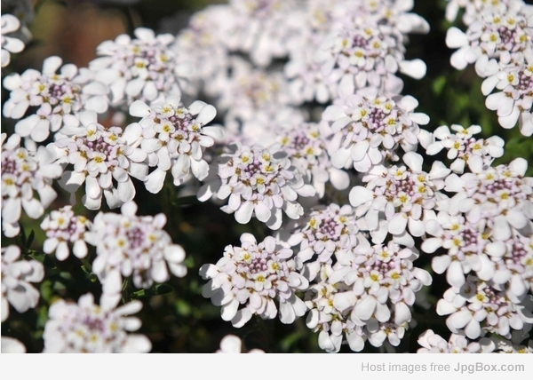 Buy Ground Cover Plants Online – Best Low-Growing Plants for Landscaping & Decoration