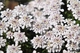 Buy Ground Cover Plants Online – Best Low-Growing Plants for Landscaping & Decoration