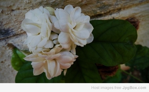 Buy Jasmine Plant Online | Fragrant Flowering Plant for Home – Santhi Online Plants