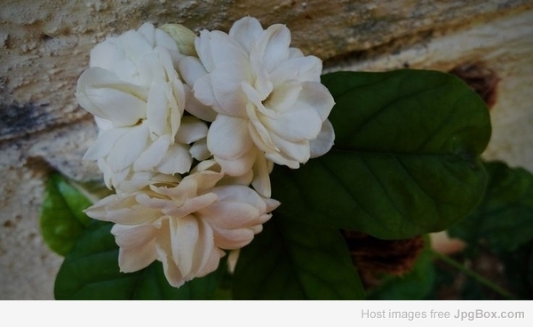 Buy Jasmine Plant Online | Fragrant Flowering Plant for Home – Santhi Online Plants