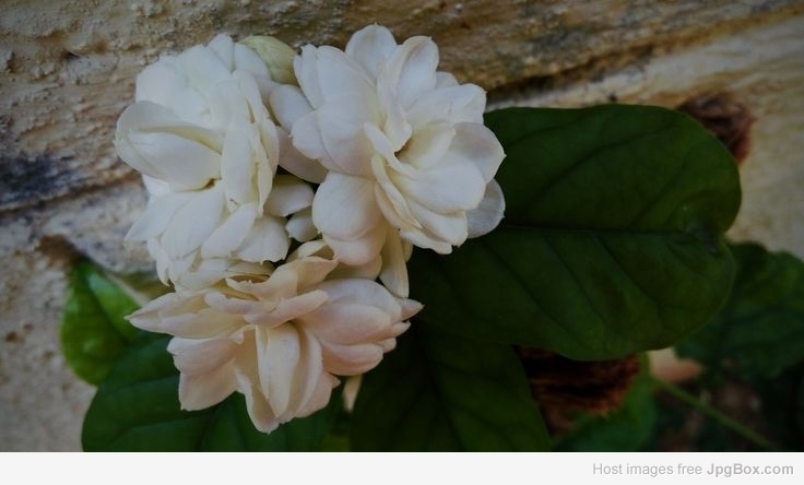 Buy Jasmine Plant Online | Fragrant Flowering Plant for Home – Santhi Online Plants