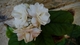 Buy Jasmine Plant Online | Fragrant Flowering Plant for Home – Santhi Online Plants