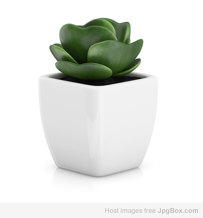 Buy Pot Plants for Home – Stylish Indoor & Outdoor Greenery | Santhi Online Plants