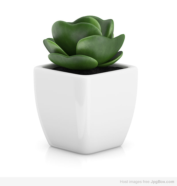 Buy Pot Plants for Home – Stylish Indoor & Outdoor Greenery | Santhi Online Plants