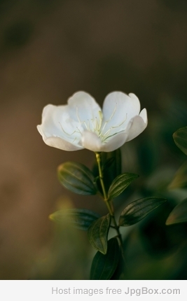 Explore Different Types of Jasmine Flower – Shop Online at Santhi Online Plants