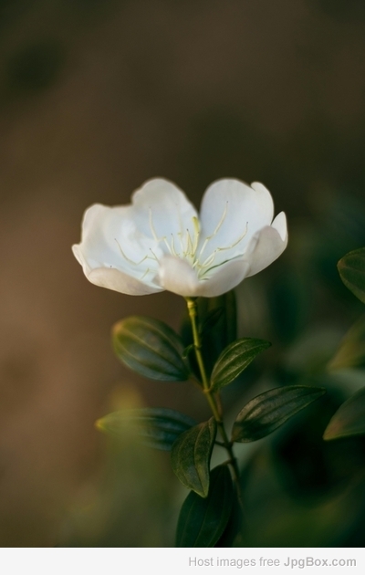 Explore Different Types of Jasmine Flower – Shop Online at Santhi Online Plants