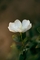 Explore Different Types of Jasmine Flower – Shop Online at Santhi Online Plants