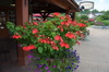 Buy Mussaenda Flower Plant – Colorful Ornamental Shrub | Santhi Online Plants