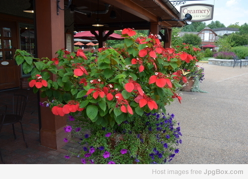 Buy Mussaenda Flower Plant – Colorful Ornamental Shrub | Santhi Online Plants