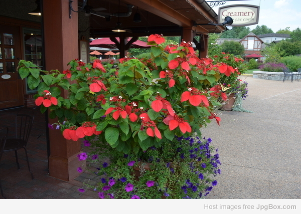 Buy Mussaenda Flower Plant – Colorful Ornamental Shrub | Santhi Online Plants