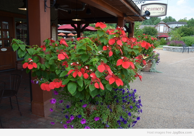 Buy Mussaenda Flower Plant – Colorful Ornamental Shrub | Santhi Online Plants