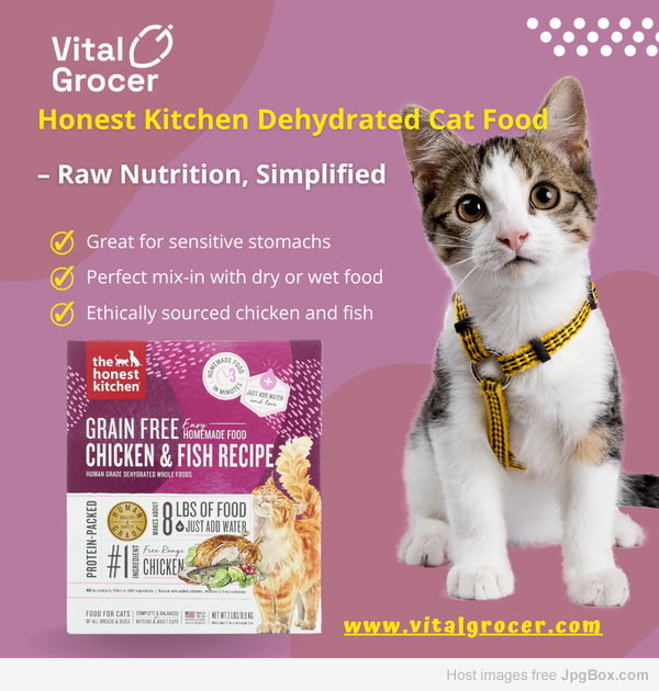 best cat food