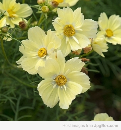 Bright Yellow Cosmos Flower Seeds – Radiant & Easy-to-Grow Garden Blooms