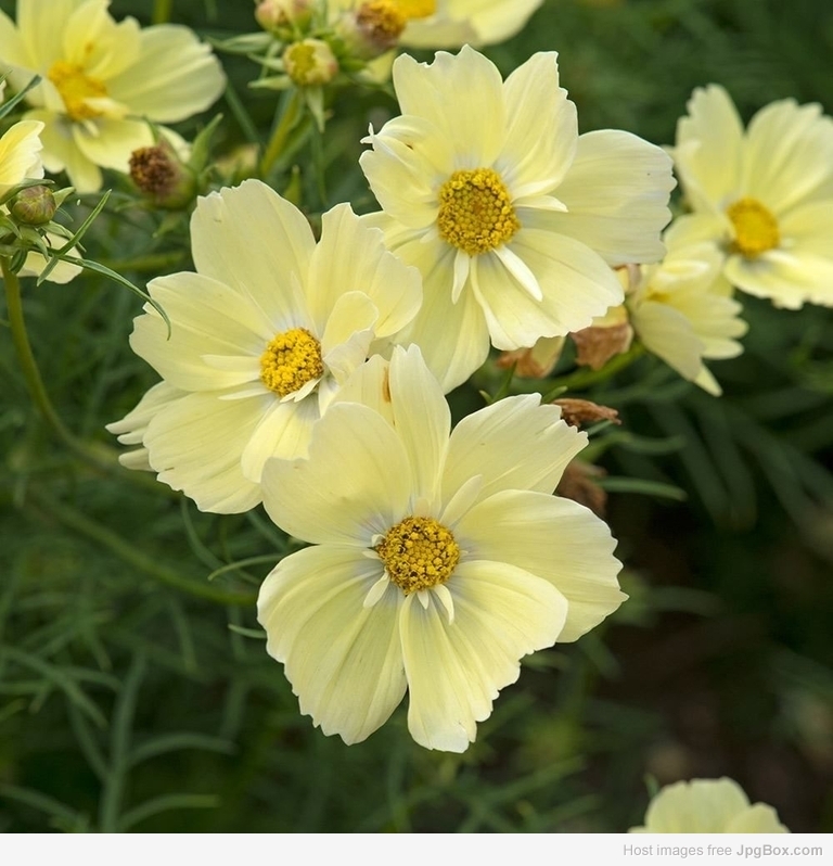Bright Yellow Cosmos Flower Seeds – Radiant & Easy-to-Grow Garden Blooms