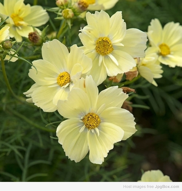Bright Yellow Cosmos Flower Seeds – Radiant & Easy-to-Grow Garden Blooms