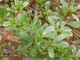 Paruppu Keerai Seeds – Nutritious Greens for a Healthy Garden