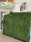 Tropical Plant Rentals Port Stephens