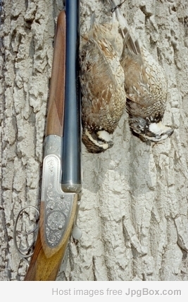 [Linked Image from jpgbox.com]