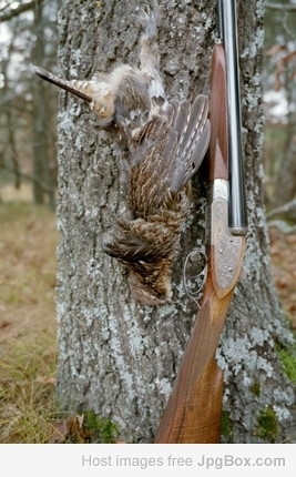 [Linked Image from jpgbox.com]