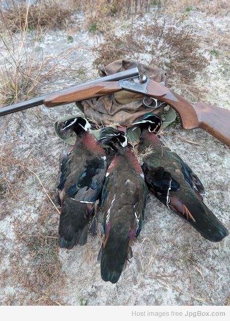 [Linked Image from jpgbox.com]