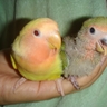 image 10306
