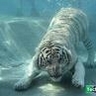 image 10484