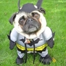 dog bat man