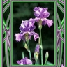 iris