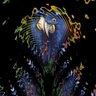 parrots