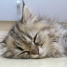 image 12434