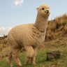 image 12786