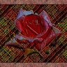 Rose is a Rose