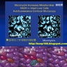 RBC創業說明及培訓幻燈片 (11) Microhydrin微氫可增加細胞線粒體數目，增強體能