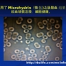 RBC創業說明及培訓幻燈片 (15) Microhydrin微氫的抗氧化功效可通過驗血被立即證實