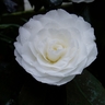 山茶花