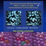RBC創業說明及培訓幻燈片 (11) Microhydrin微氫可增加細胞線粒體數目，增強體能