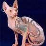 Shaved Cat