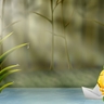 image 17559