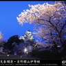 Sakura-0005