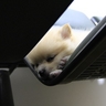 image 21354