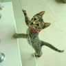image 22027